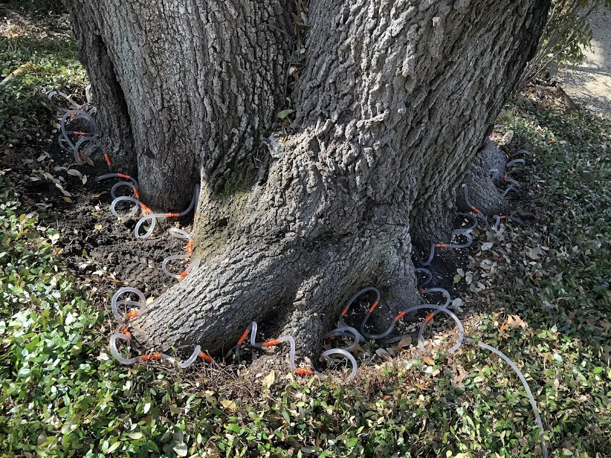 Detailed Tree Cabling and Bracing job site in Lake In The Hills