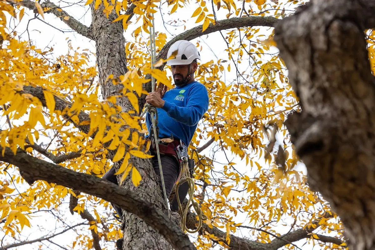 Skilled Tree Pruning crew working in Lake In The Hills