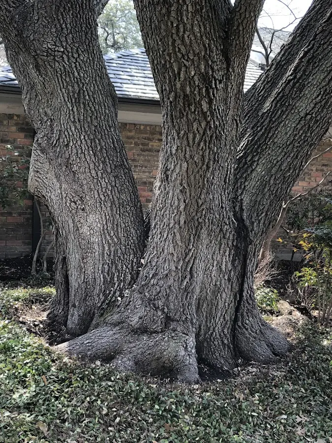 Mature heritage tree close to a Lake In The Hills property cared for by certified arborists